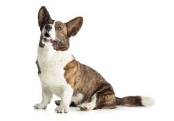 cardigan-welsh-corgi-mixed-dog-breed-characteristics-facts-4
