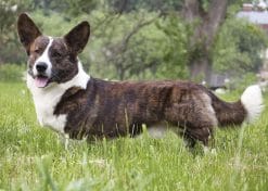 cardigan-welsh-corgi-mixed-dog-breed-characteristics-facts-5