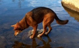 carolina-dog-mixed-dog-breed-characteristics-facts-2