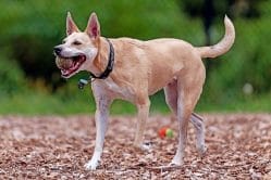 carolina-dog-mixed-dog-breed-characteristics-facts-4