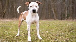 catahoula-bulldog-mixed-dog-breed-characteristics-facts-1