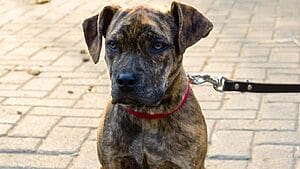 catahoula-bulldog-mixed-dog-breed-characteristics-facts-2