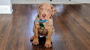 catahoula-bulldog-mixed-dog-breed-characteristics-facts-3