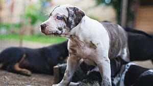 catahoula-bulldog-mixed-dog-breed-characteristics-facts