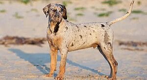 catahoula-leopard-mixed-dog-breed-characteristics-facts-1