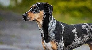 catahoula-leopard-mixed-dog-breed-characteristics-facts-3