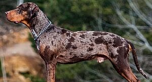 catahoula-leopard-mixed-dog-breed-characteristics-facts