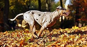 catahoula-leopard-mixed-dog-breed-characteristics-facts-5