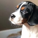 Cav-a-Malt – Mixed Dog Breed Characteristics & Facts