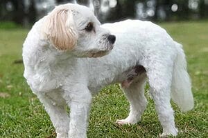 cav-a-malt-mixed-dog-breed-characteristics-facts-1