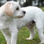 Cav-a-Jack – Mixed Dog Breed Characteristics & Facts