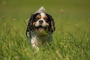 cava-chin-mixed-dog-breed-characteristics-facts-2