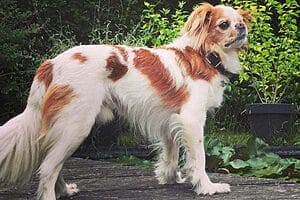 cava-chin-mixed-dog-breed-characteristics-facts