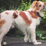 Cava-lon – Mixed Dog Breed Characteristics & Facts