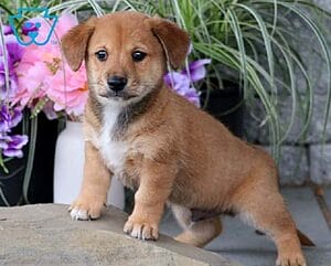 cava-inu-mixed-dog-breed-characteristics-facts-2