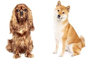 cava-inu-mixed-dog-breed-characteristics-facts-4