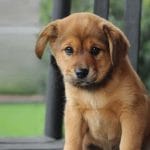 Cava-Chin – Mixed Dog Breed Characteristics & Facts