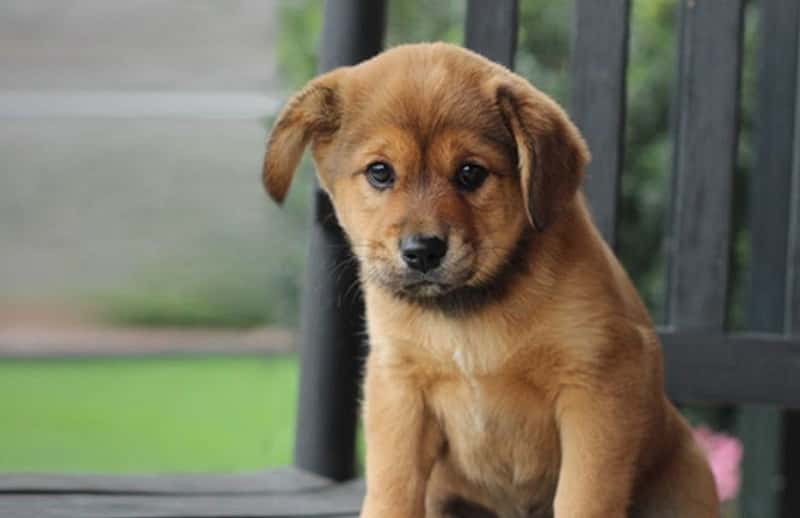 cava-inu-mixed-dog-breed-characteristics-facts-5