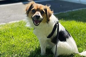 cava-lon-mixed-dog-breed-characteristics-facts-1