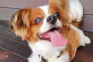 cava-lon-mixed-dog-breed-characteristics-facts