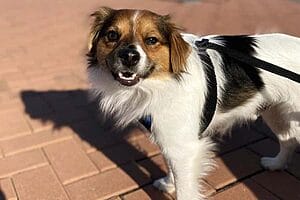cava-lon-mixed-dog-breed-characteristics-facts-4