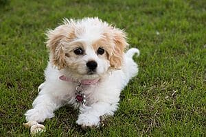 cavachon-mixed-dog-breed-characteristics-facts-2
