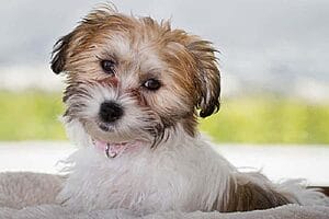 cavachon-mixed-dog-breed-characteristics-facts-3