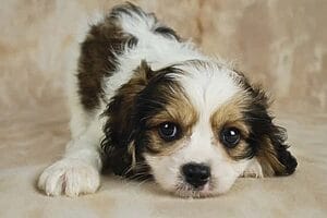 cavachon-mixed-dog-breed-characteristics-facts