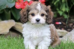 cavachon-mixed-dog-breed-characteristics-facts-4