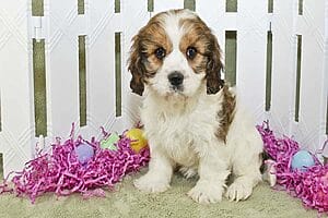 cavachon-mixed-dog-breed-characteristics-facts-5