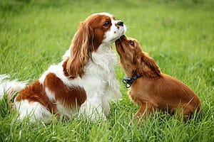 cavalier-king-charles-spaniel-mixed-dog-breed-1
