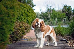 cavalier-king-charles-spaniel-mixed-dog-breed-2