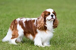 cavalier-king-charles-spaniel-mixed-dog-breed