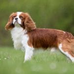Cavachon – Mixed Dog Breed Characteristics & Facts