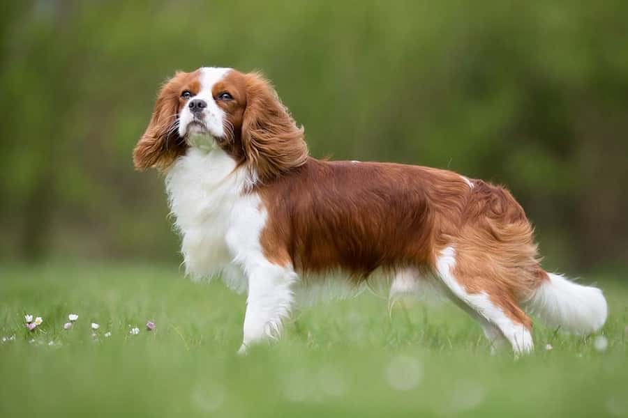 cavalier-king-charles-spaniel-mixed-dog-breed-4