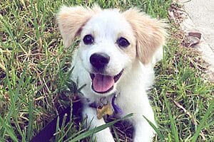 cavapom-mixed-dog-breed-characteristics-facts-5