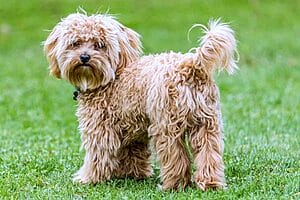 cavapoo-mixed-dog-breed-characteristics-facts-1