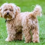 Cavapom – Mixed Dog Breed Characteristics & Facts