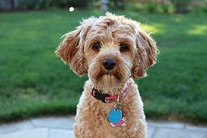 cavapoo-mixed-dog-breed-characteristics-facts-2