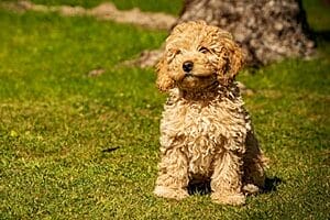 cavapoo-mixed-dog-breed-characteristics-facts-5