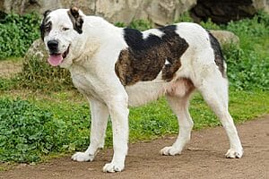 central-asian-shepherd-dog-breed-2