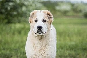 central-asian-shepherd-dog-breed-3
