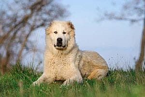central-asian-shepherd-dog-breed