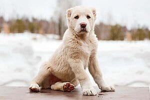 central-asian-shepherd-dog-breed-4