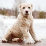 Cavapoo – Mixed Dog Breed Characteristics & Facts