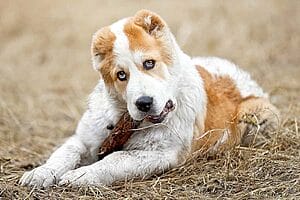 central-asian-shepherd-dog-breed-5