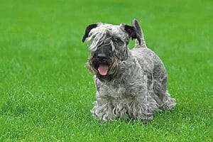 cesky-terrier-mixed-dog-breed-characteristics-facts-2