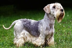 cesky-terrier-mixed-dog-breed-characteristics-facts-3