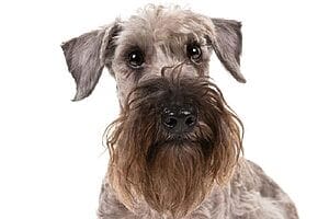 cesky-terrier-mixed-dog-breed-characteristics-facts-4
