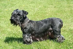 cesky-terrier-mixed-dog-breed-characteristics-facts-5